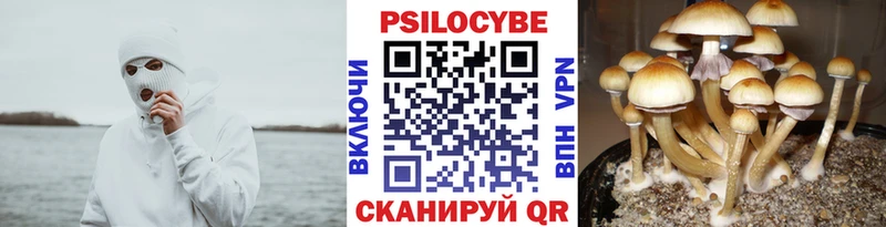Псилоцибиновые грибы прущие грибы  OMG рабочий сайт  Гудермес 